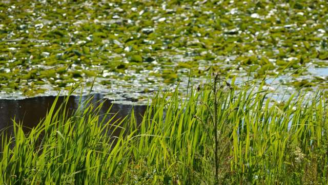 Scientists in Sussex County, Delaware, are sounding the alarm about the loss of one of the Delaware fens, Cherry Walk Fen, a freshwater wetland near the coast.