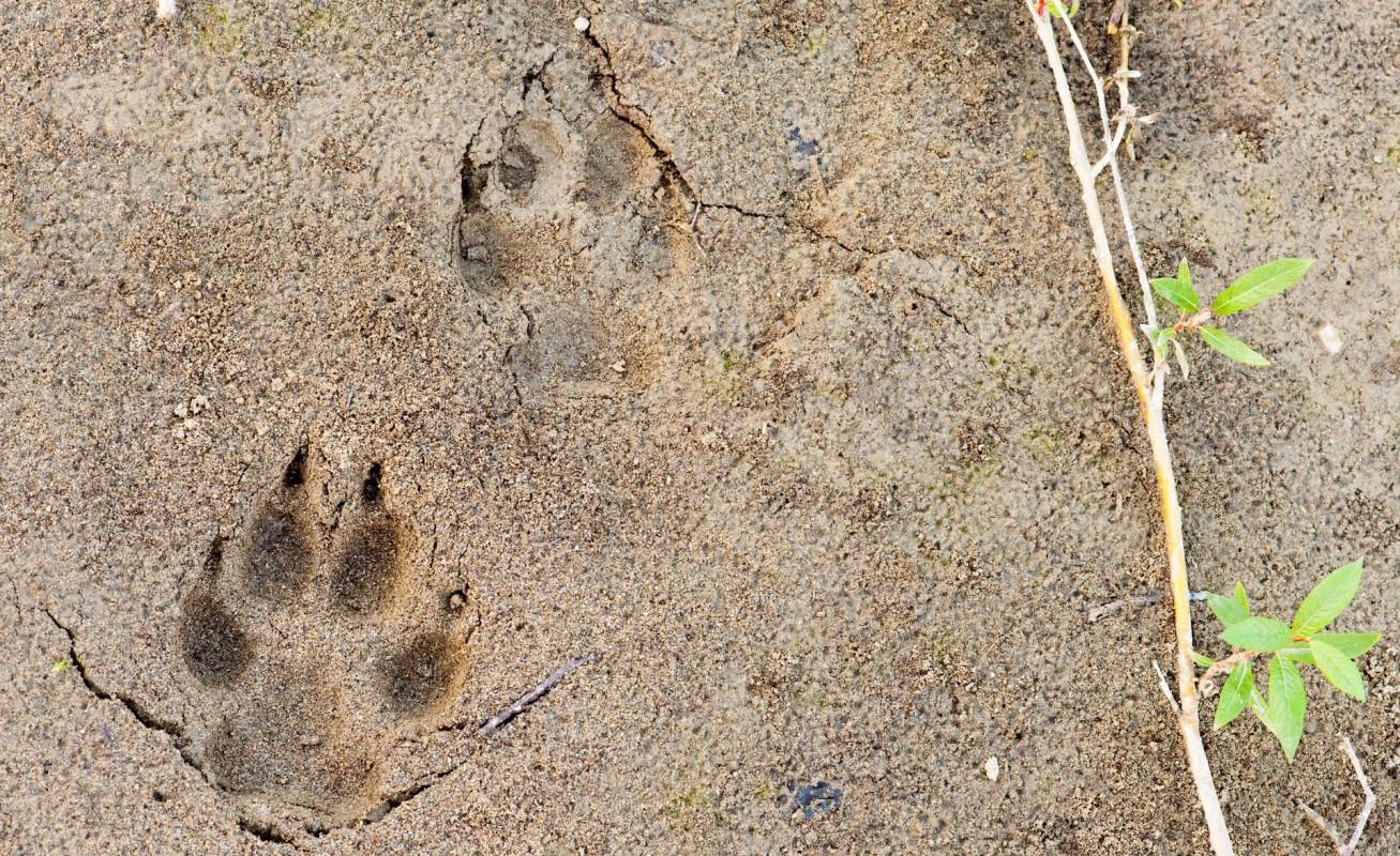 Seattle residents have reported frequent coyote sightings in the urban Volunteer Park, raising concerns about human-wildlife encounters.