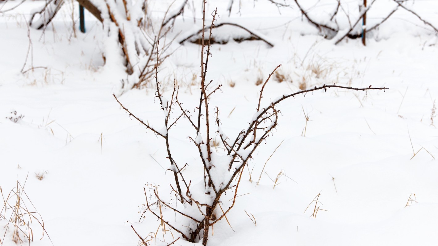 One homeowner posted a photo of their yard in winter and made a clear distinction about the plants sticking out of the snow.