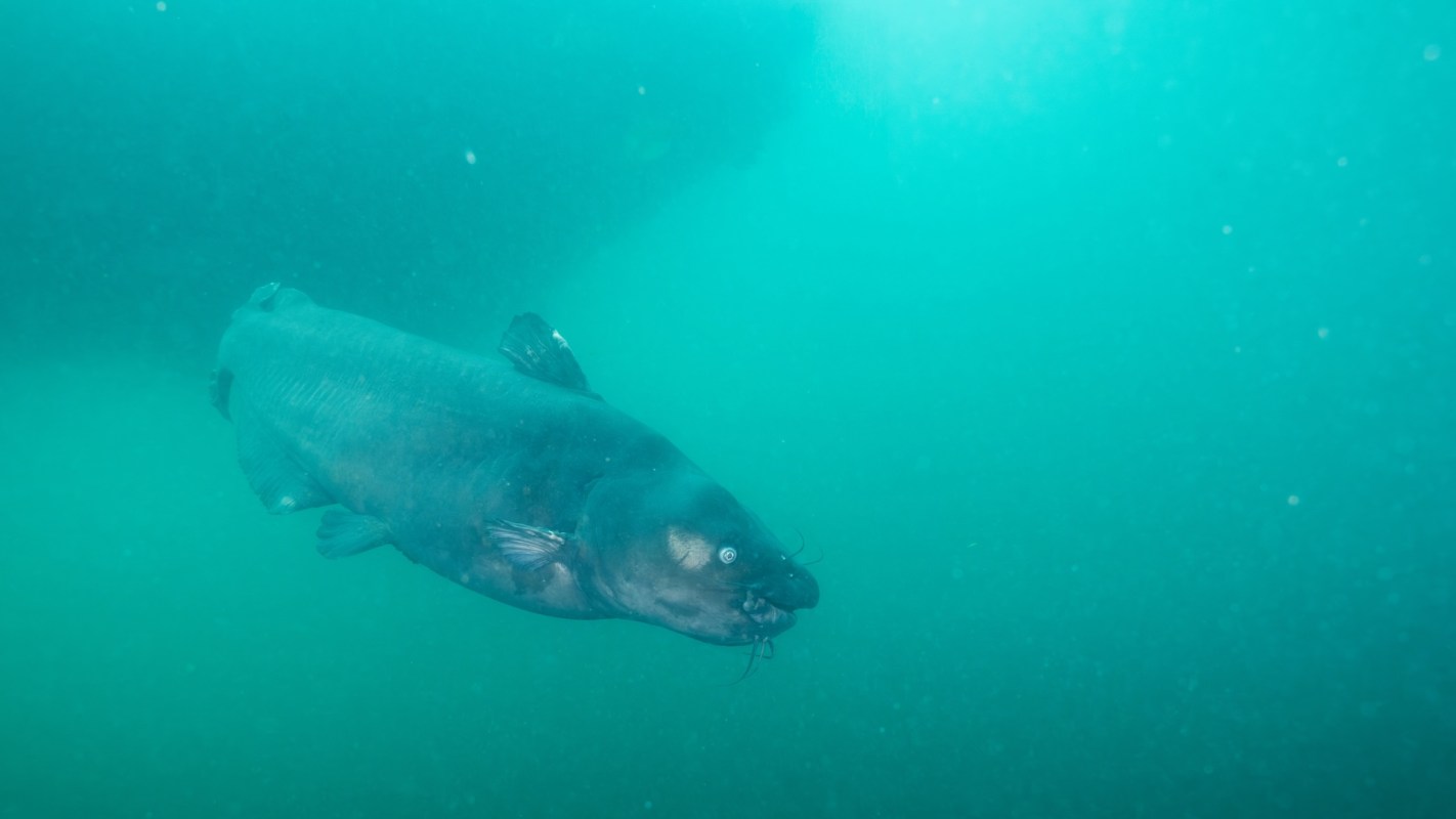 Maryland is dealing with a blue catfish problem. They're encouraging residents to catch and eat them to help control the invasive species.