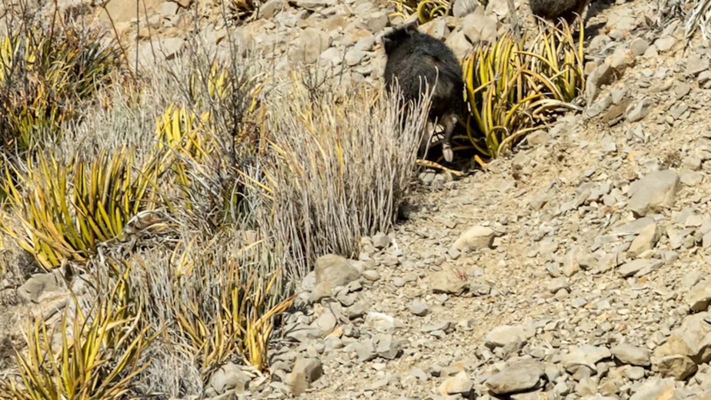 Invasive hybrid pigs are causing havoc in the Desert National Park in Rajasthan, endangering local wildlife and threatening human safety.