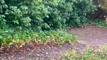 A homeowner's long-running battle against English ivy is getting new attention online after they shared a satisfying progress update.