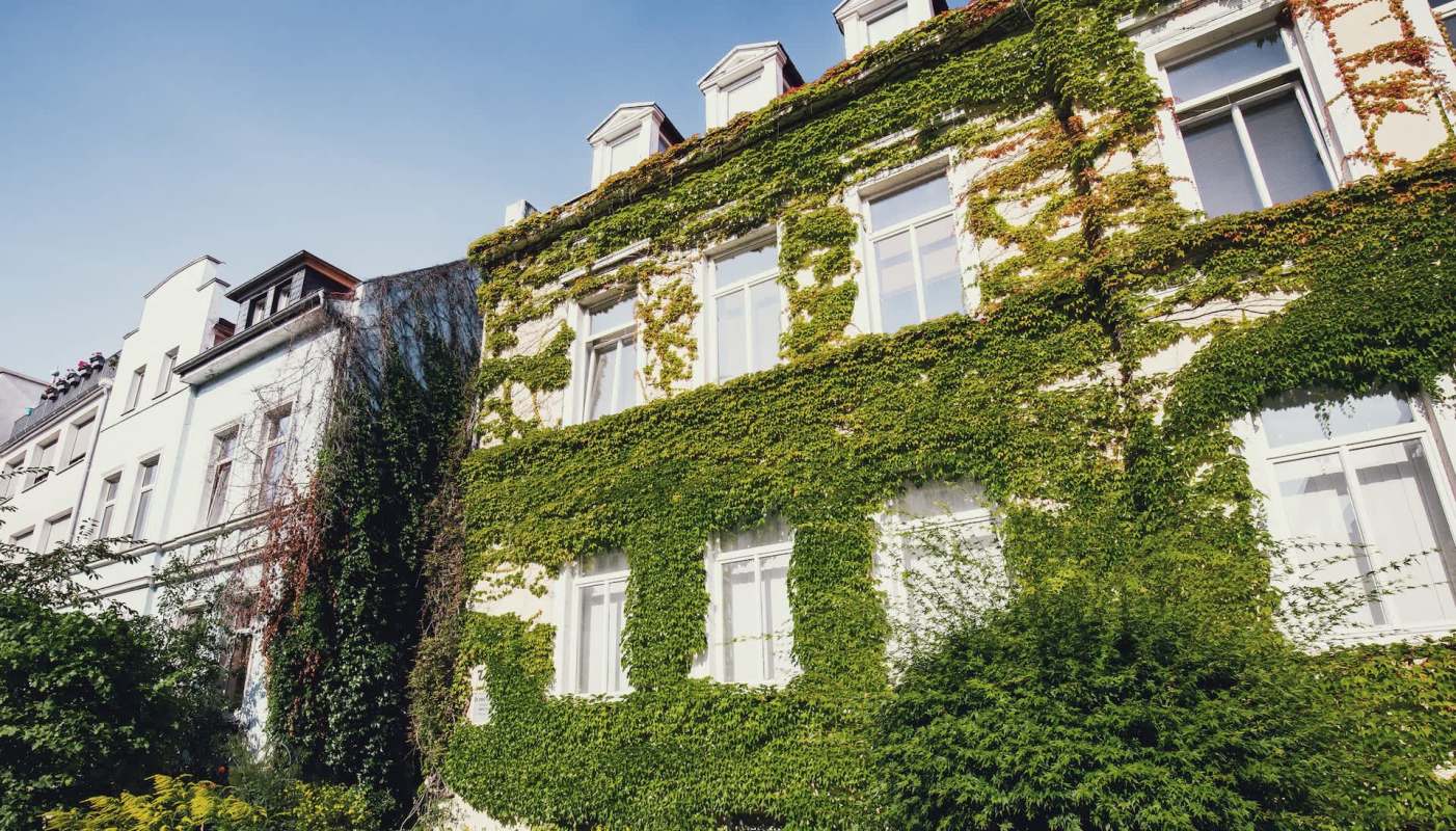 One TikTok user demonstrates how to use just a Swiss army knife to effectively remove invasive English ivy from trees.