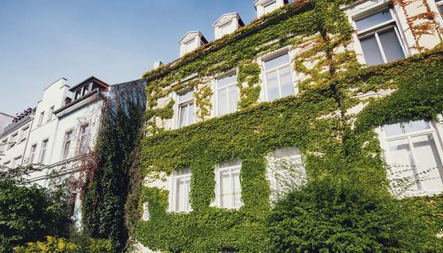 One TikTok user demonstrates how to use just a Swiss army knife to effectively remove invasive English ivy from trees.