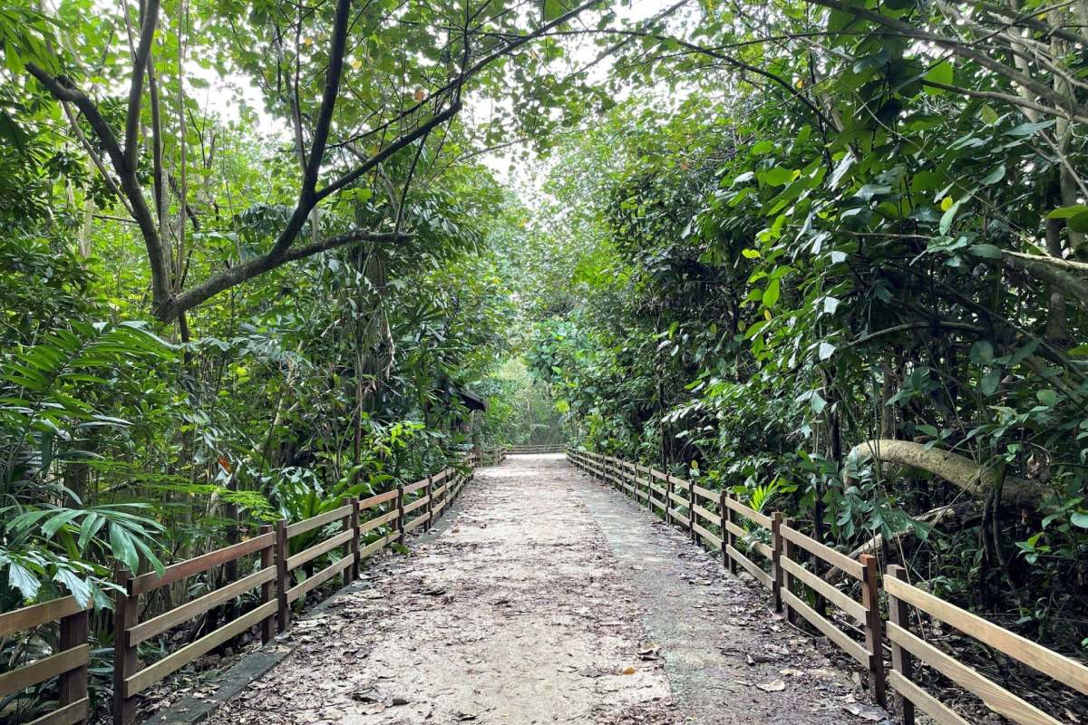 Birdwatchers are buzzing in Singapore after cameras captured footage of a Eurasian hoopoe, a sight not recorded in the country for over 40 years.