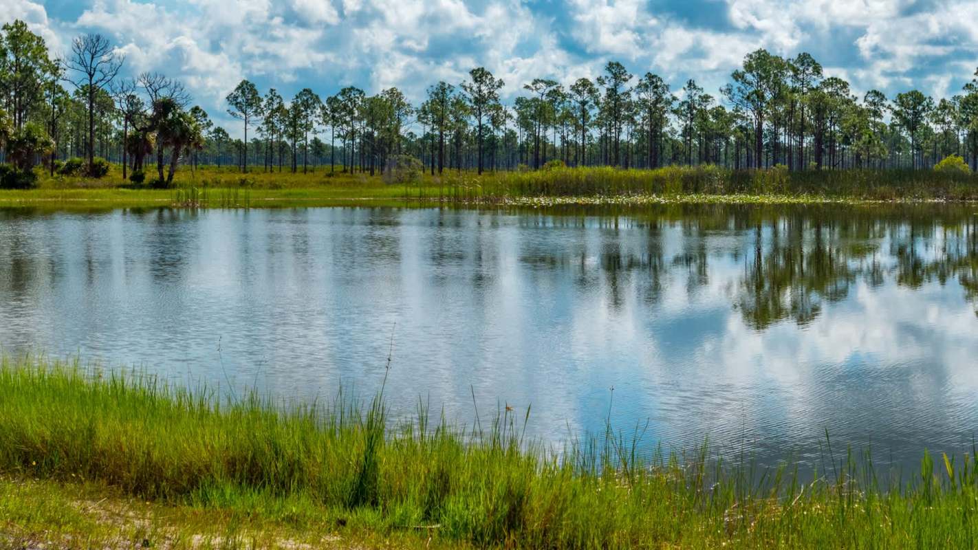 Florida just added more land to its already expansive Florida Wildlife Corridor, creating safe spaces for countless species.