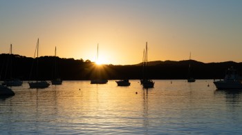 Residents near the Bay of Islands in New Zealand may get a once-in-a-lifetime glimpse of a rare Hector's or Māui's dolphin.