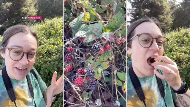 One creator shared that eating Himalayan blackberries is a helpful way to mitigate the spread of the invasive species.