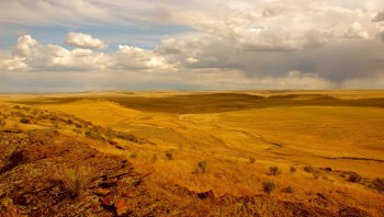 Idaho's juniper trees are useful, but they can overtake important habitat if left unmanaged.