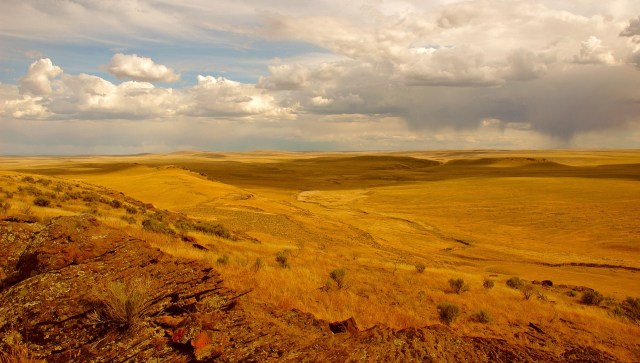 Idaho's juniper trees are useful, but they can overtake important habitat if left unmanaged.