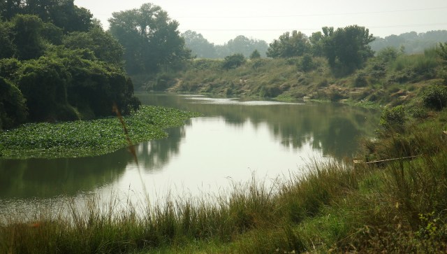 The surprising discovery of a large flock of endangered Indian Skimmers in Telangana, India, has scientists thrilled.