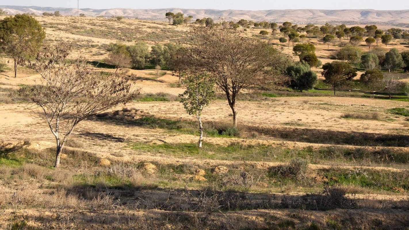 Prolonged droughts and declining rainfall have devastated forests across southern Israel, with more than half of the region's conifer trees dying.