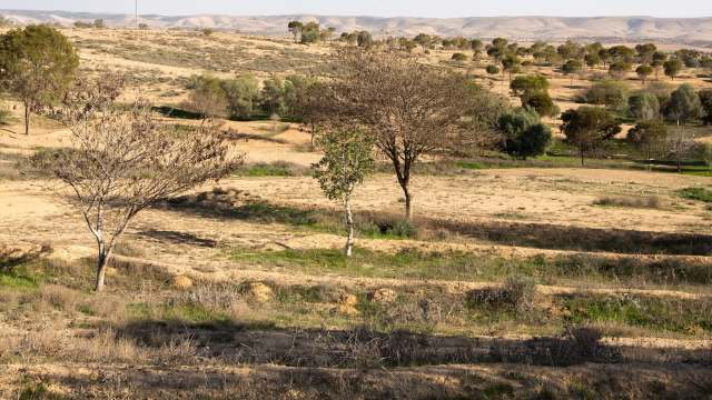 Prolonged droughts and declining rainfall have devastated forests across southern Israel, with more than half of the region's conifer trees dying.