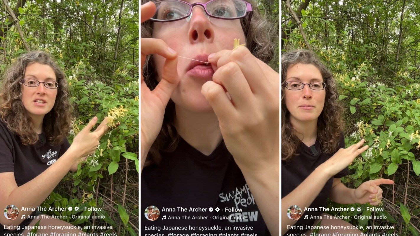 Anna Ribbeck, star of the TV series 'Swamp People,' explained that people should pick and eat the Japanese honeysuckle plant.