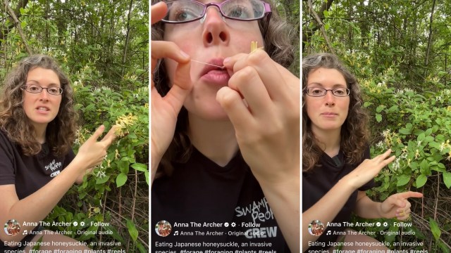 Anna Ribbeck, star of the TV series 'Swamp People,' explained that people should pick and eat the Japanese honeysuckle plant.