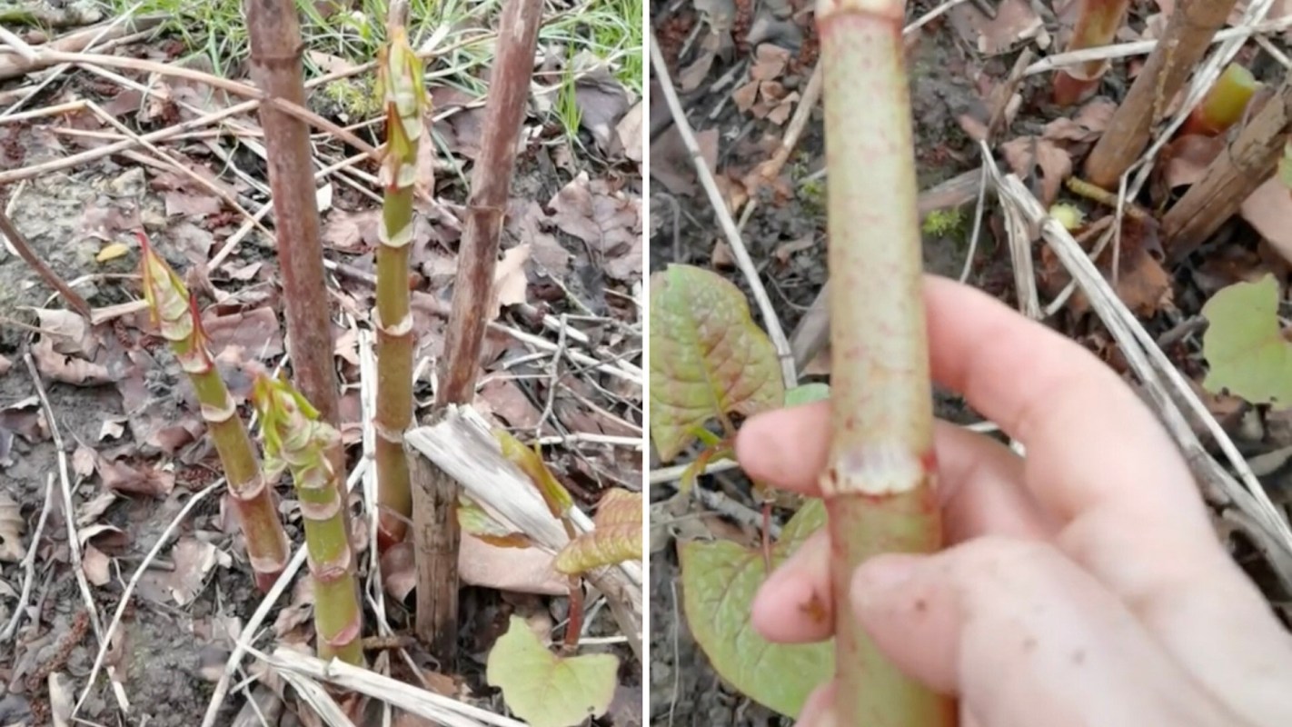 One forager is drawing attention online for her unconventional approach to tackling one of the UK's most destructive invasive plants: eating Japanese knotweed.