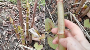 One forager is drawing attention online for her unconventional approach to tackling one of the UK's most destructive invasive plants: eating Japanese knotweed.