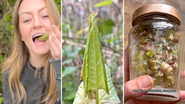 One daring gardener shared a TikTok video showing how to forage and eat Japanese knotweed, an invasive plant.