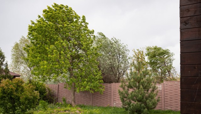 Discovering Japanese knotweed in your yard can be a nightmare. One homeowner shared his experience and got some surprising advice.