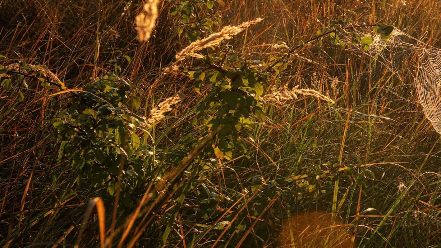 The Joro spider, a vibrant black and yellow arachnid native to eastern Asia, has been spotted invading Maryland.