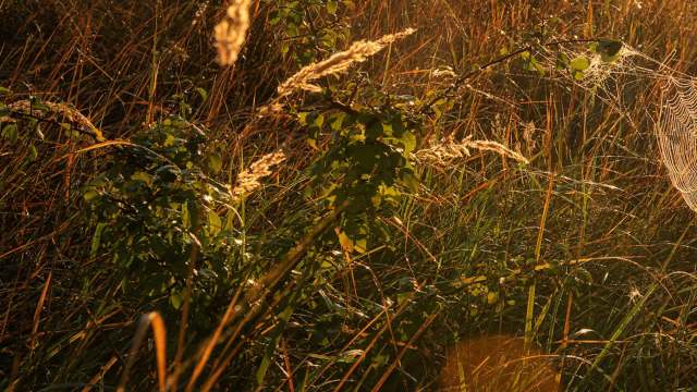 The Joro spider, a vibrant black and yellow arachnid native to eastern Asia, has been spotted invading Maryland.