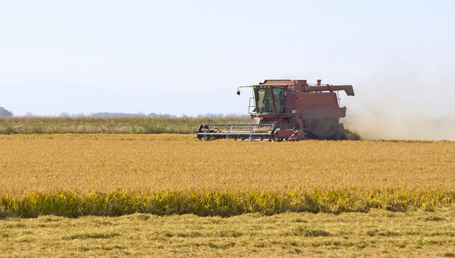 Farmers consider leaving staple crops to rot following unexpected crisis: 'What am I supposed to do with 2.2 million pounds of [this]?'