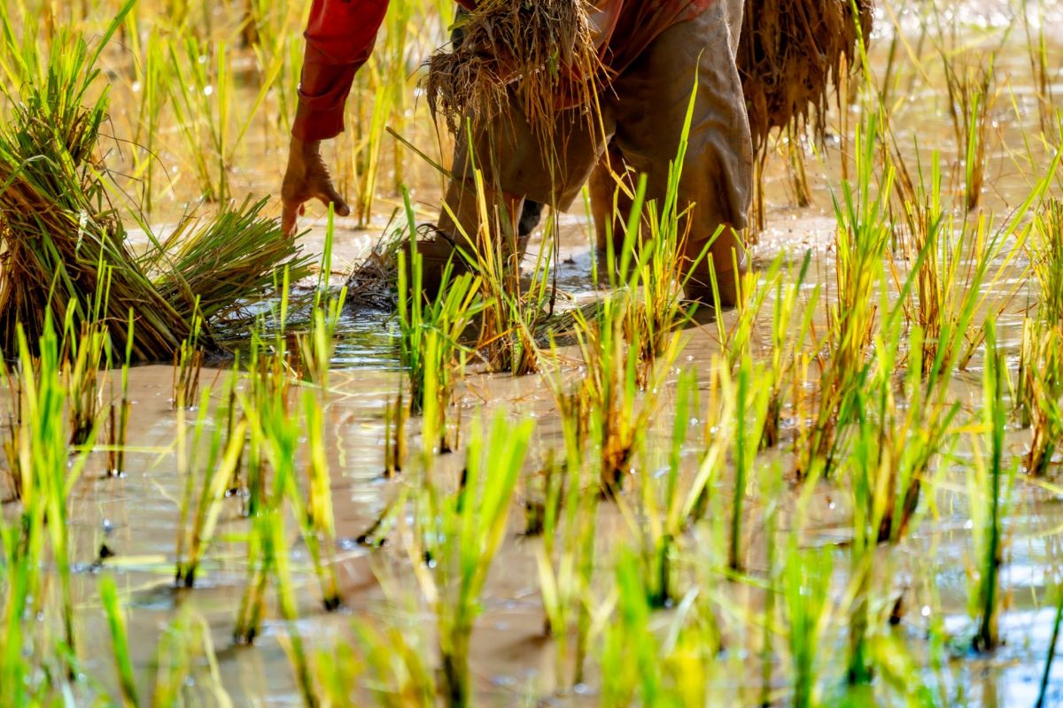 Erratic rainfall and floods have damaged Nepal’s crop fields, forcing the country to supplement the national food supply with imports.