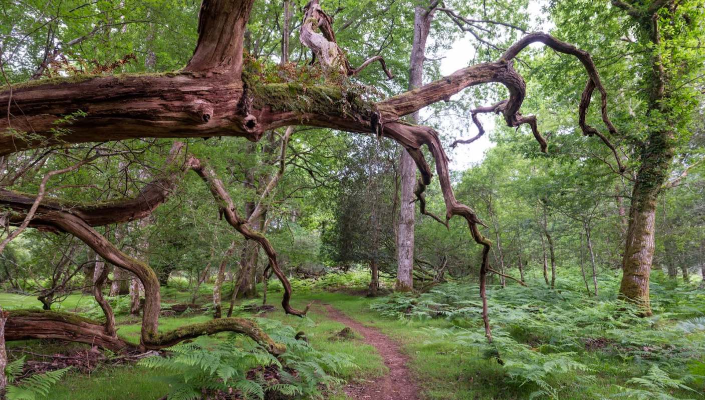 A business owner was fined for illegally discarding food waste in England's New Forest, illustrating the costly impact of fly-tipping.