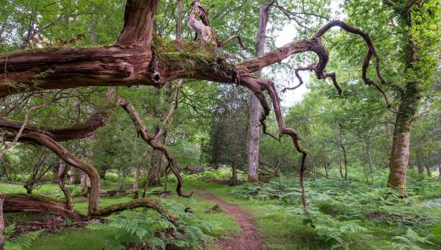 A business owner was fined for illegally discarding food waste in England's New Forest, illustrating the costly impact of fly-tipping.