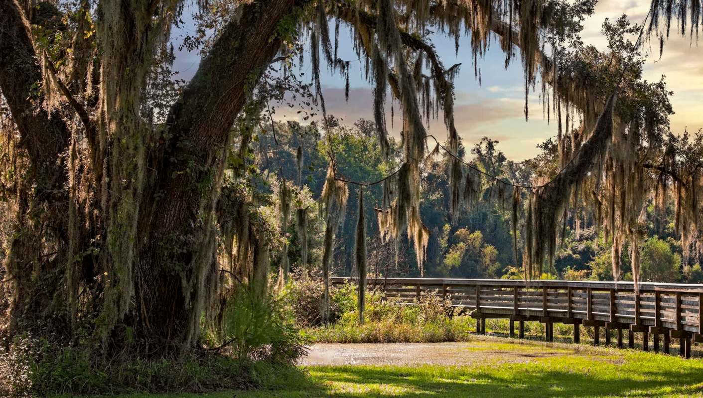 The Nile monitor lizard is an aggressive and fast-spreading invasive species now established in South Florida.