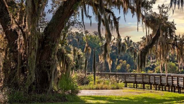 The Nile monitor lizard is an aggressive and fast-spreading invasive species now established in South Florida.