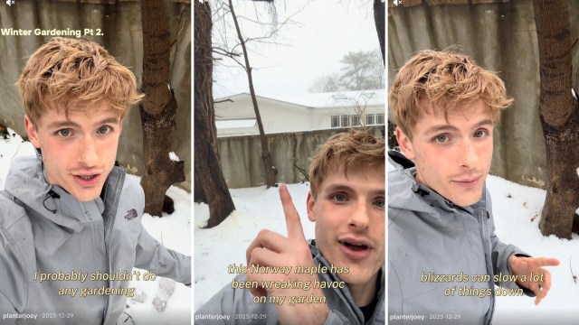 One TikTok shows just how relentless invasive plants such as the Norway maple can be — even when the ground is buried in snow.