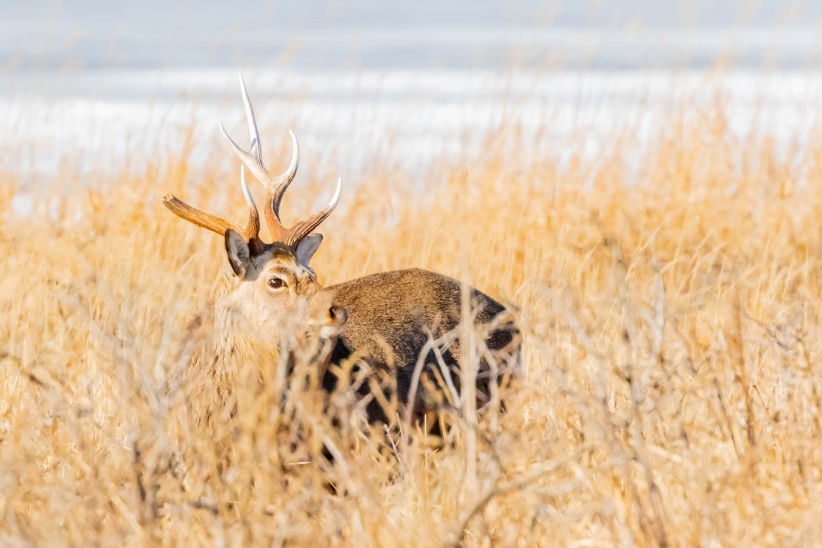 As humans encroach on wildlife habitats, disturbing videos arise, like one a Redditor shared of a deer in distress.