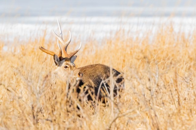 As humans encroach on wildlife habitats, disturbing videos arise, like one a Redditor shared of a deer in distress.