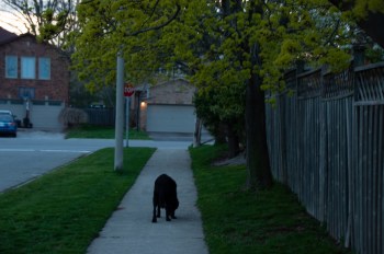 Police in Wrentham, Massachusetts, are urging homeowners to keep an eye on their pets after two dogs were killed by coyotes in just one week.