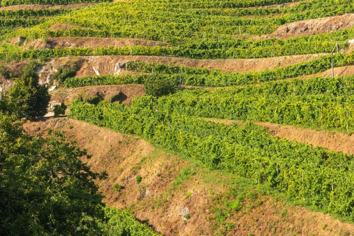 Portugal's wine industry is facing one of its toughest years in decades, with the lowest production in a decade.