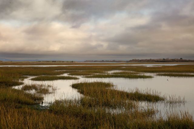Eagle-eyed Sussex residents recently witnessed a Red-necked Grebe and a Black-necked Grebe.