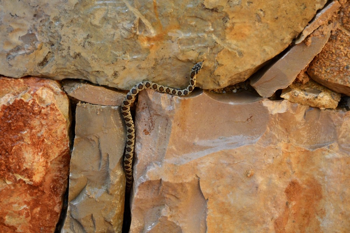 On the Spanish island of Ibiza, an unlikely hero is combating the region's invasive species crisis.