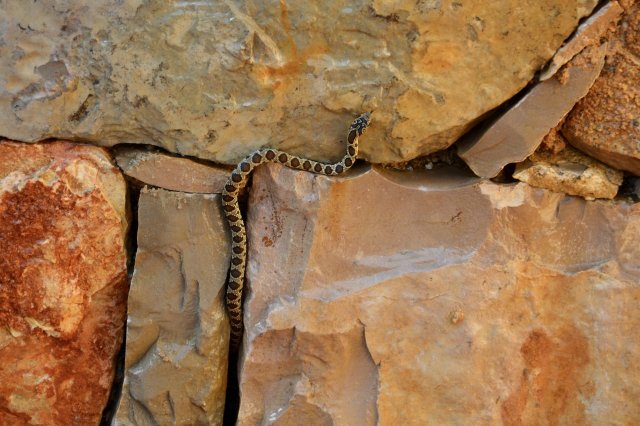 On the Spanish island of Ibiza, an unlikely hero is combating the region's invasive species crisis.