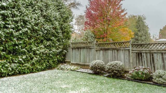 One homeowner found out the hard way that HOA's don't know much about trees after an absurd claim about their River Birch.