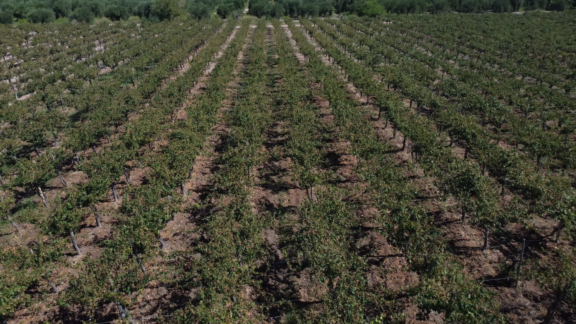 Farmers leave staple crops to rot following unexpected crisis: 'It's horrible … when so many American families are struggling'