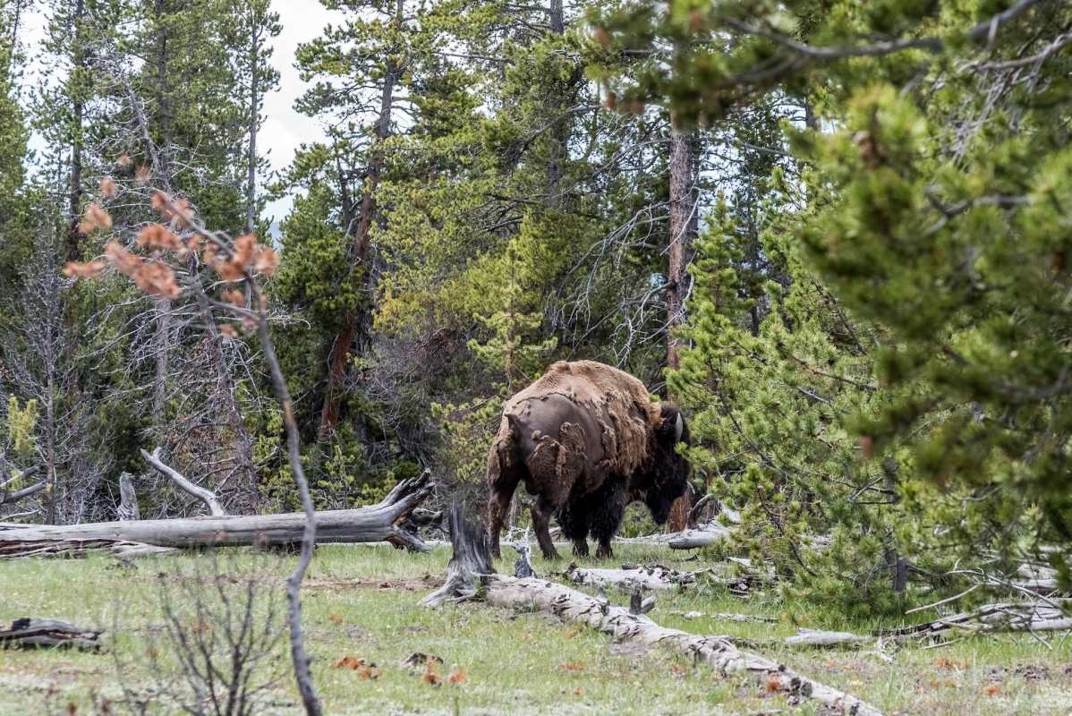 This viral video of a bison encounter at Yellowstone shows why it's crucial to respect wildlife and keep a safe distance.