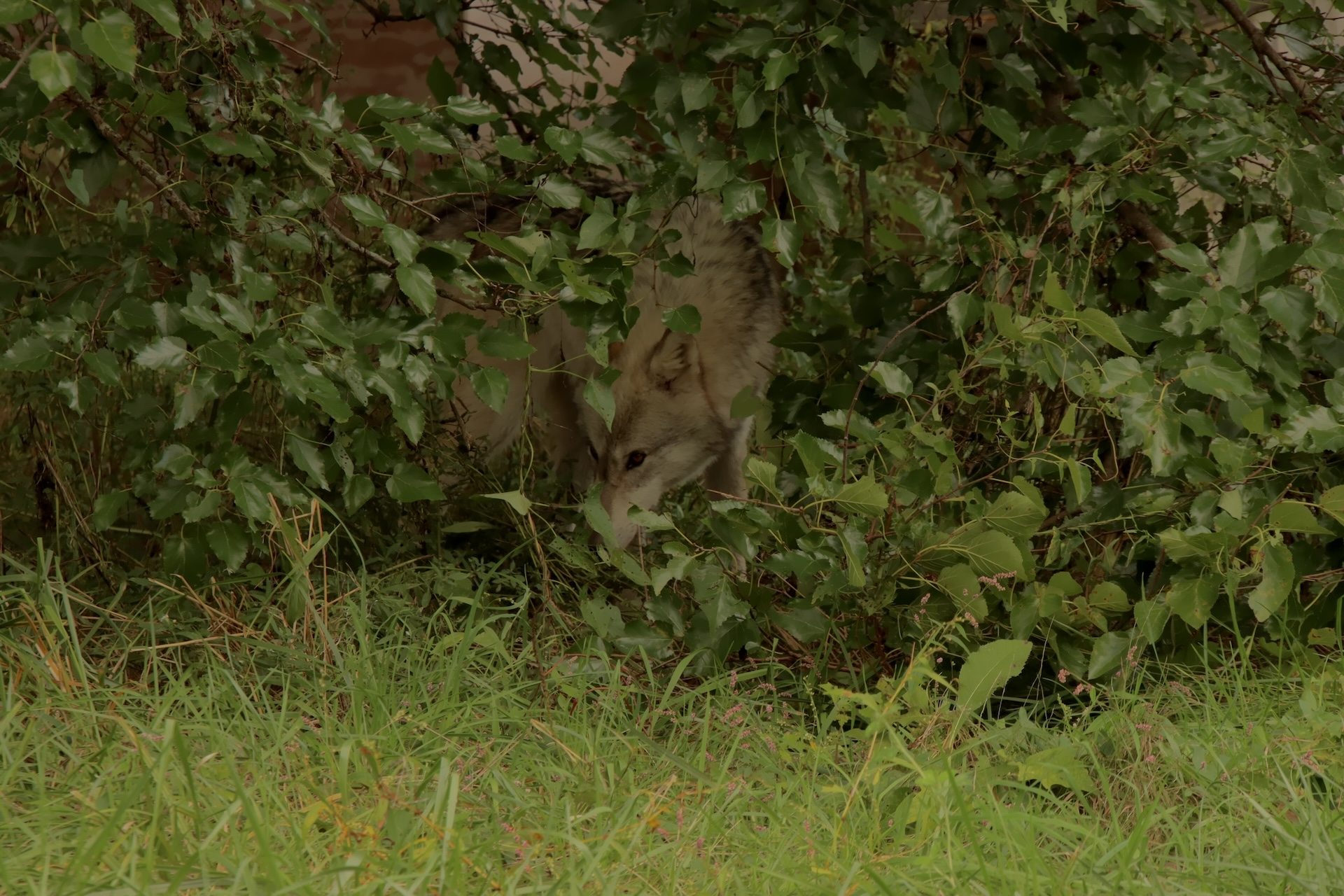 Scientists thrilled as trail cameras capture rare footage of unique predators: 'We are only beginning to understand'