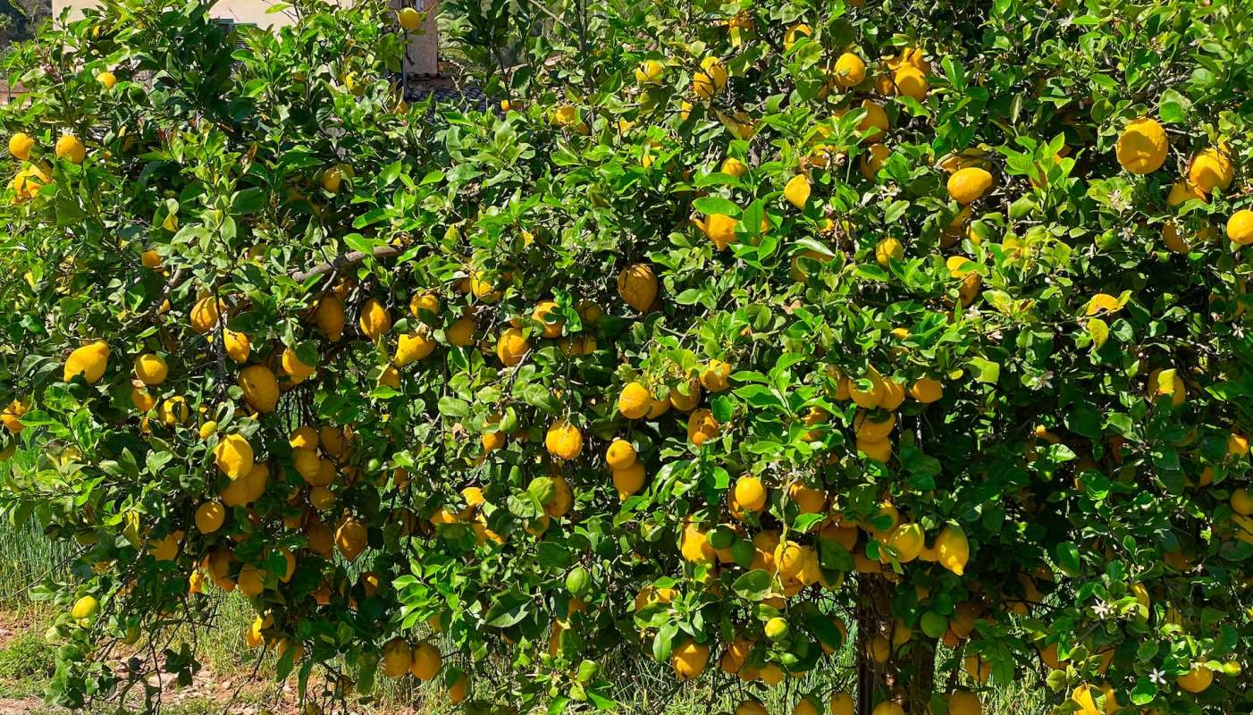 Spanish citrus producers are navigating wild fluctuations in weather that's affecting supply for wholesale distributors across Europe.
