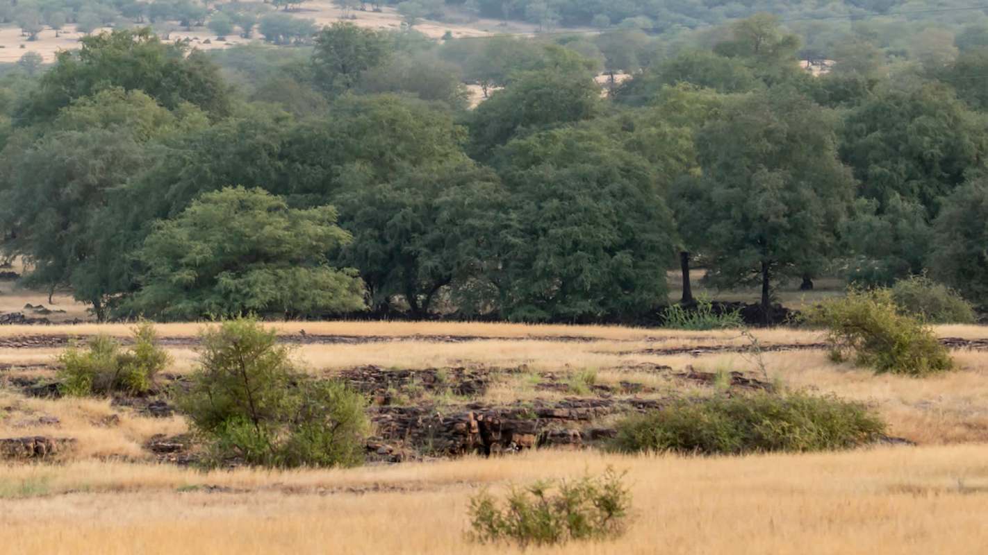 Conservationists revived the Tal Chhapar Wildlife Sanctuary in Rajasthan by clearing an invasive species and restoring the grasslands.