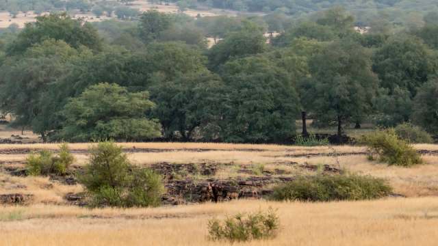 Conservationists revived the Tal Chhapar Wildlife Sanctuary in Rajasthan by clearing an invasive species and restoring the grasslands.