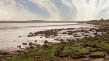 The River Thames, which passes through South London, has seen a loss of biodiversity since the twentieth century, losing as much as 95% of its native oysters.