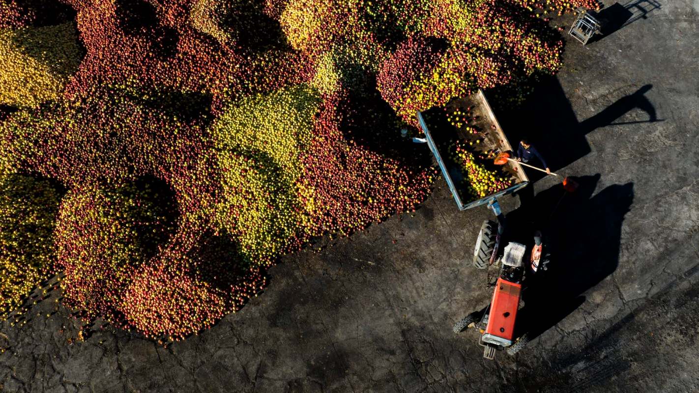 The Turkish apple industry is experiencing tough times following challenging weather for growers.