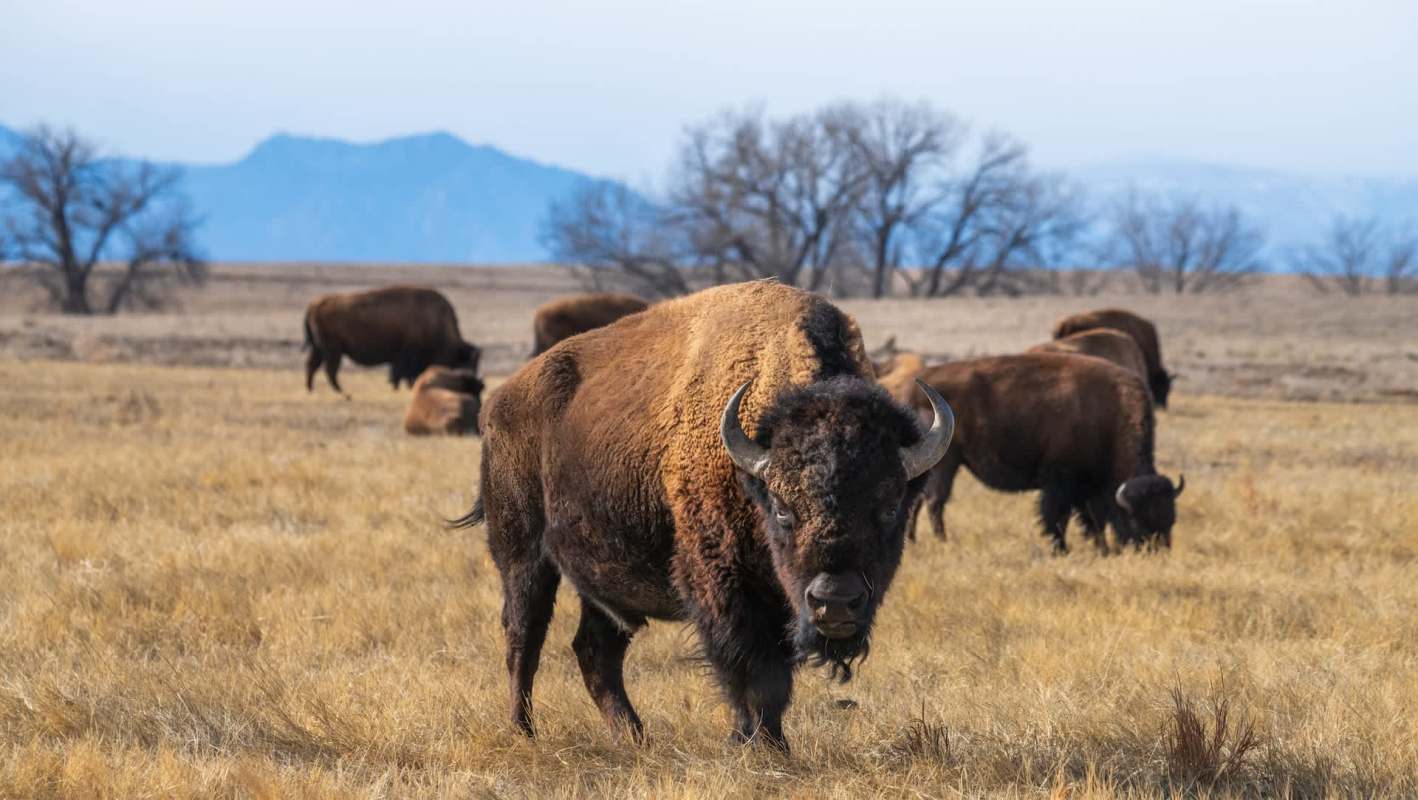 A Facebook user shared a video of tourists hanging out far too closely to a bison in Yellowstone National Park.