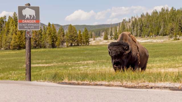A recent viral video showed a Yellowstone National Park visitor being handcuffed after approaching a bison herd.